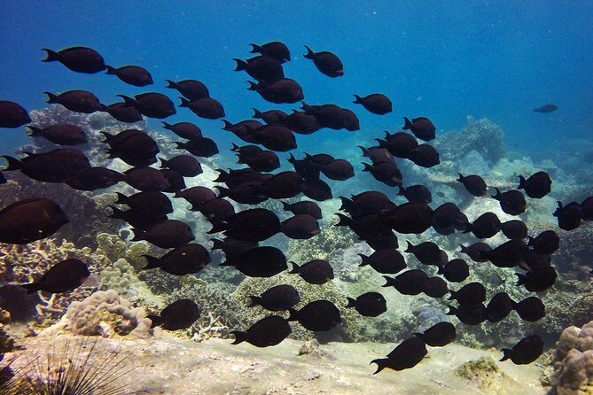 Fun Dives - Guided Dives for Certified Divers - FAQ