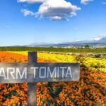 Furano & Biei 6 hour Tour: English Speaking Driver only, No Guide - Final Thoughts