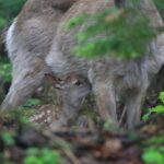 Furepe Waterfall Nature Walk - Authentic Encounters & Review Highlights