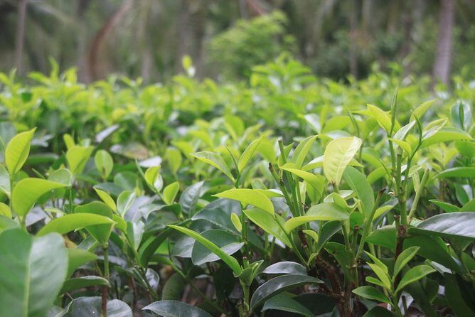 Galle Fort And Tea Factory Visit - Practical Details and Value