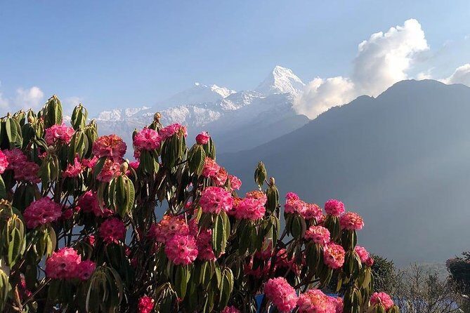 Ghorepani Poon Hill Trek - What Makes This Trek Special?