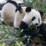 Giant Panda and Buddha 1 day tour - Considerations and Who It’s Best For