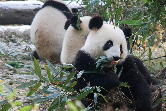 Giant Panda and Buddha 1 day tour - Considerations and Who It’s Best For