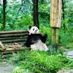 Giant Panda and Leshan Buddha Day Trip from Chengdu - Who Is This Tour Best For?