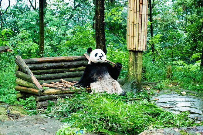 Giant Panda and Leshan Buddha Day Trip from Chengdu - Who Is This Tour Best For?