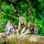 Goa Gajah / Elephant Cave Temple And Ubud Tour - All Inclusive - Who Should Book This Tour?