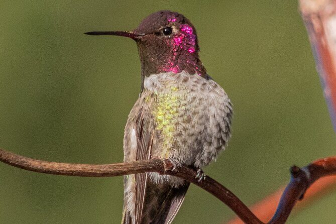 Golden Gate Park Wildlife Walking Tour - Why This Tour Is Worth Considering