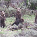 Grand Teton National Park - PRIVATE Sunrise Tour from Jackson Hole - FAQs