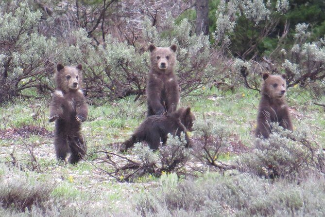 Grand Teton National Park - PRIVATE Sunrise Tour from Jackson Hole - FAQs