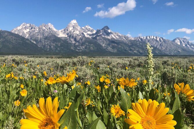 Grand Teton National Park Private Wildlife Safari - Dawn/Dusk - Who Should Consider This Tour?