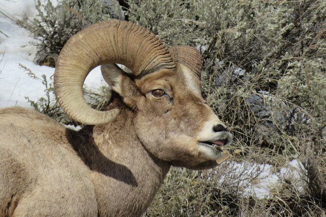 Grand Teton Park & Jackson Hole - PRIVATE Morning Wildlife Tour - Frequently Asked Questions