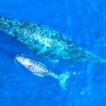 Great Whale Watching at Kerama Islands and Zamami Island - Final thoughts
