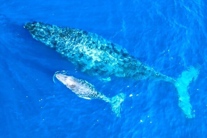 Great Whale Watching at Kerama Islands and Zamami Island - Final thoughts