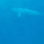 Great Whales Education Programe Dolphins and Whales are in SL - Final Thoughts