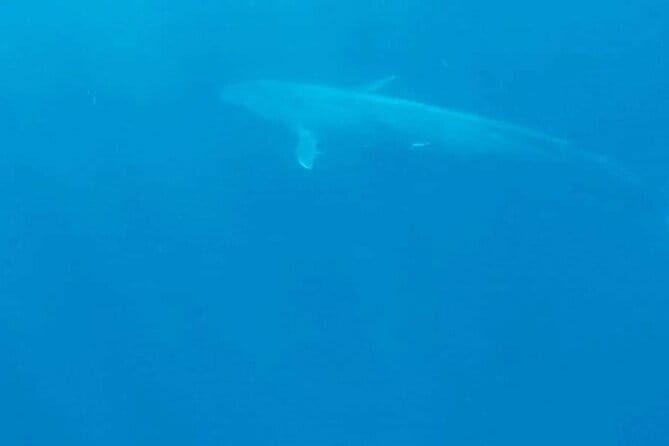 Great Whales Education Programe Dolphins and Whales are in SL - Final Thoughts