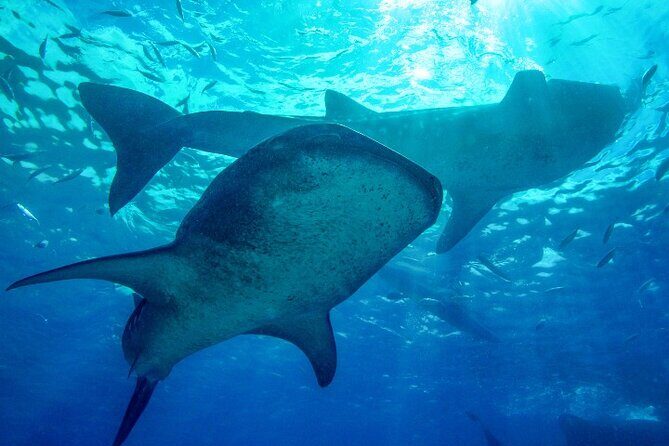 Group Tour of Moalboal Sardines Run & Kawasan Canyoneering - Final Thoughts: The Value and Experience