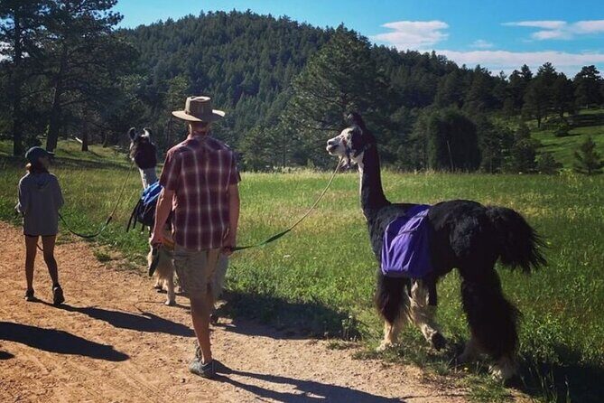 Guided Llama Hike in the Rocky Mountains - Who Will Love This Experience?