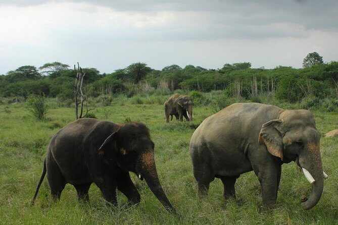 Guided Tour To Tajmahal & Wildlife SOS with Transports From Delhi - Visiting Wildlife SOS: An ethical wildlife experience