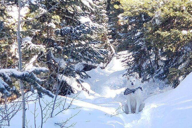 Guided Uinta Forest 3-Mile Hike w/fire + Lunch/charcuterie Stop - Practical Tips for Participants