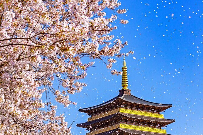 Gyeongju Cherry Blossom One Day Tour from Busan (Spring Special) - Key Points