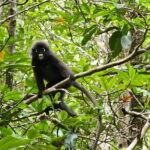 Half-day 4 Hours Kilim Mangrove Kayaking (Without hotel pickups) - The Full Experience: What to Expect