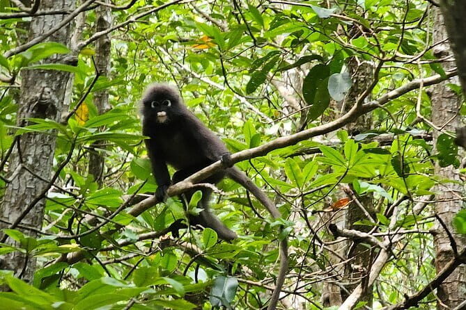 Half-day 4 Hours Kilim Mangrove Kayaking (Without hotel pickups) - The Full Experience: What to Expect