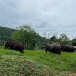 Half-Day Elephant Experience at Rantong - Authentic Insights from Reviews