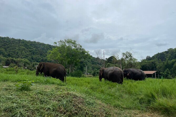 Half-Day Elephant Experience at Rantong - Authentic Insights from Reviews