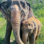 Half Day Elephant Home Sanctuary in Samui - Key Points