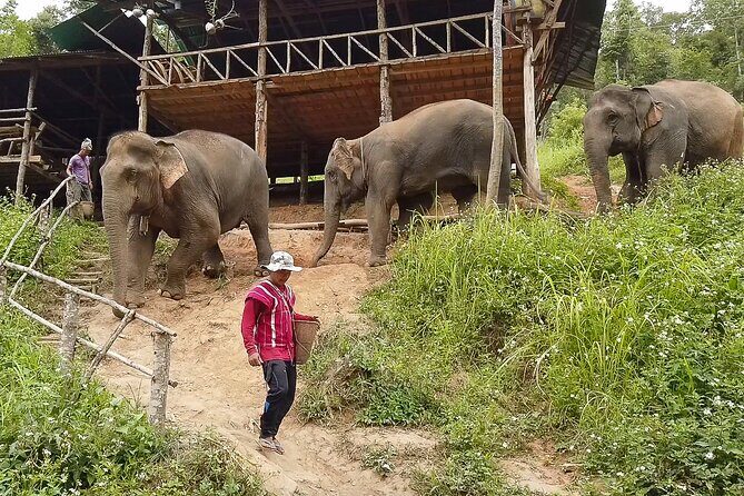 Half Day: Elephant Village Sanctuary - Who Is This Tour Best For?