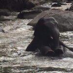 Half day Elephants in Nature Experience (Morning) - Key Points