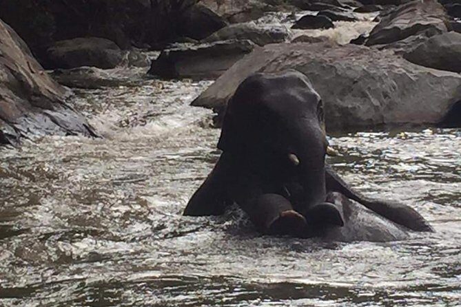 Half day Elephants in Nature Experience (Morning) - Key Points