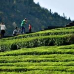 Half-Day Flexible Private Hangzhou Highlight Tour - What Travelers Say