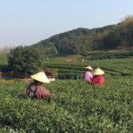 Half-Day Hangzhou Yunxi Bamboo Forest and Tea Plantation Experience - Why Travelers Love This Tour