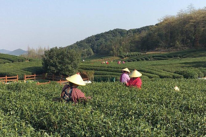 Half-Day Hangzhou Yunxi Bamboo Forest and Tea Plantation Experience - Why Travelers Love This Tour