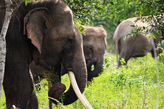 Half-Day Kumana National Park Private Safari with Pickup - The Itinerary: What to Expect from Each Stop