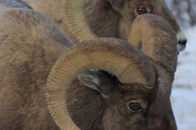 Half-Day Private Breathtaking Tour in Grand Teton National Park - Why This Tour Is Valuable