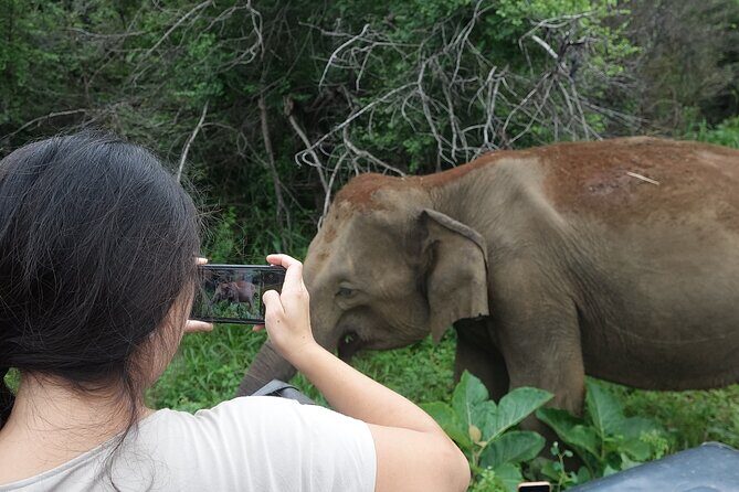 Half Day Safari Guided Tour - An In-Depth Look at the Safari Itinerary