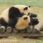 Half Day Tour to Xi'an Wild Panda Breeding and Protecting Center - Practical Details and What You Need to Know