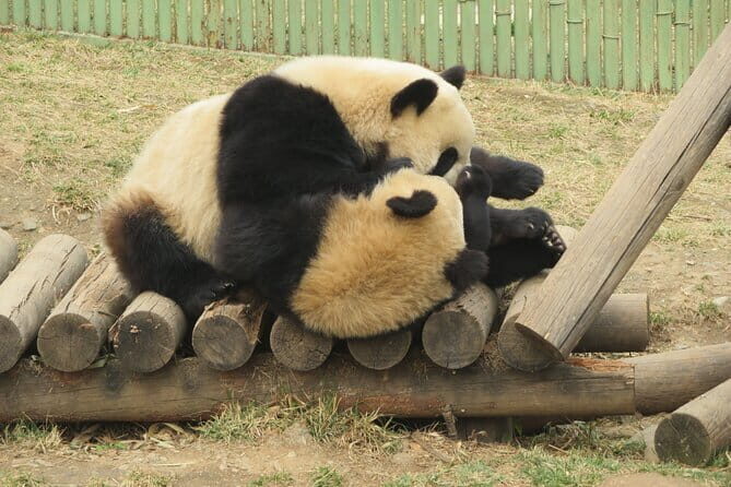 Half Day Tour to Xi'an Wild Panda Breeding and Protecting Center - Practical Details and What You Need to Know