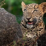 Half Day trip in Yala National Park - Authentic Encounters & Tips