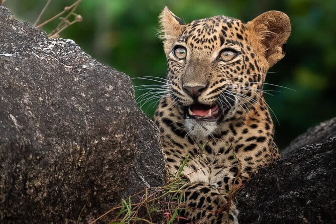 Half Day trip in Yala National Park - Authentic Encounters & Tips