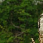 Half Day Udawalawe Safari (Entrance + Lunch) - What Makes This Tour Stand Out?