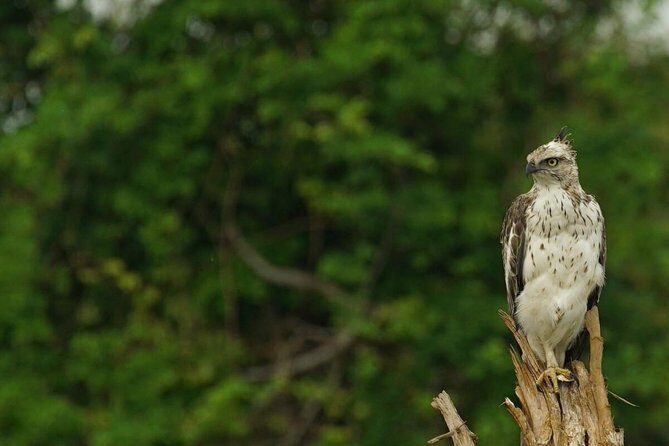 Half Day Udawalawe Safari (Entrance + Lunch) - What Makes This Tour Stand Out?