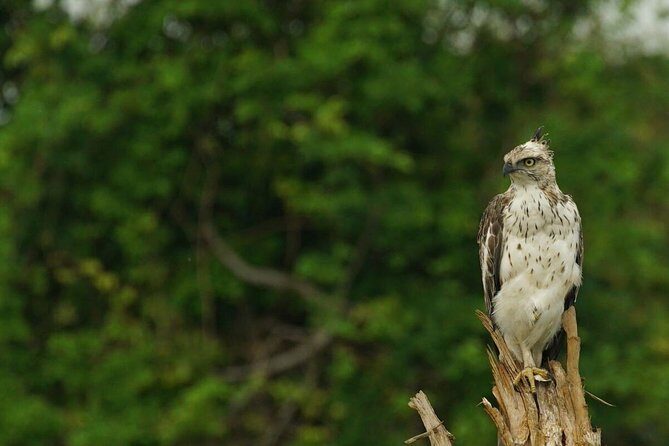 Half Day Udawalawe Safari from Kalutara (Entrance + Lunch) - Possible Drawbacks or Considerations