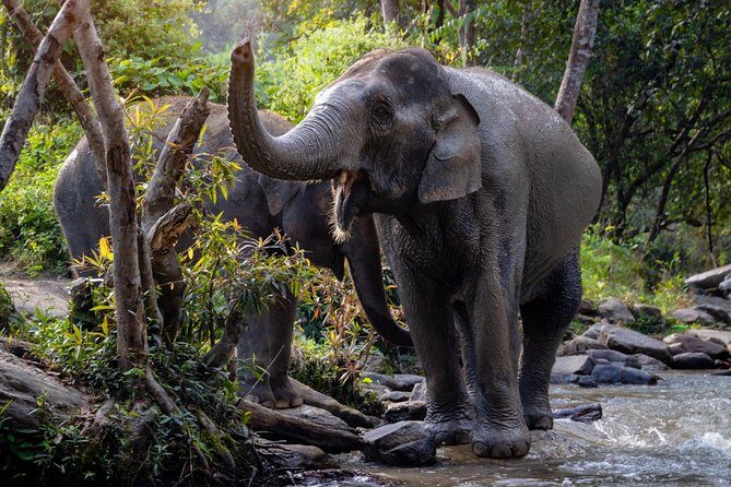 Half Day Visit Elephant Sanctuary in Samui - Who is This Tour Perfect For?