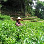Hangzhou Private Customized Day Trip from Shanghai by Bullet Train - Final Thoughts: Who Will Love This Tour?