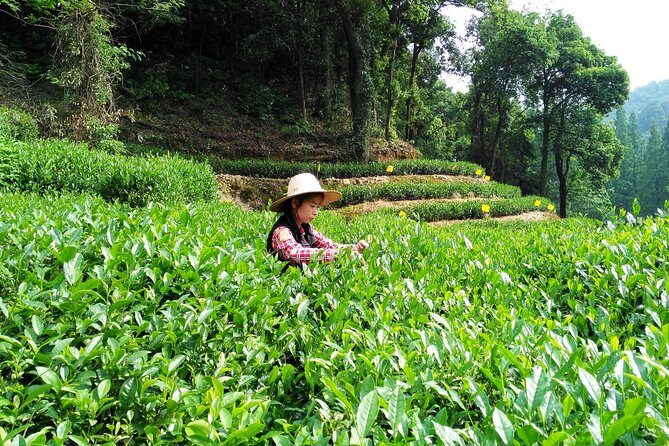 Hangzhou Private Customized Day Trip from Shanghai by Bullet Train - Final Thoughts: Who Will Love This Tour?