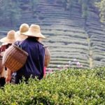 Hangzhou Private Flexible Day Tour with West Lake Boat Cruise - What Reviewers Love About This Tour