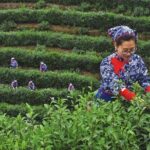 Hangzhou West Lake and Tea Plantation Half Day Tour - FAQs